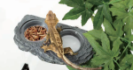 REPTIZOO ARBOREAL SINGLE \ DOUBLE FEEDER ROCK LEDGE MAGNETIC Online now