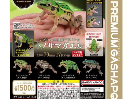 [Bandai Capsule] The Diversity Of Life On Earth Pelophylax Nigromaculatus - Random Signal Type Online now