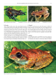 Amphibian Biology, Volume 11, Part 7 – Status and Threats of Afrotropical Amphibians Online