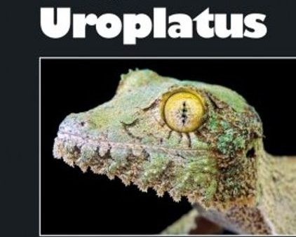 Leaf-tailed Geckos: The Complete Uroplatus Supply