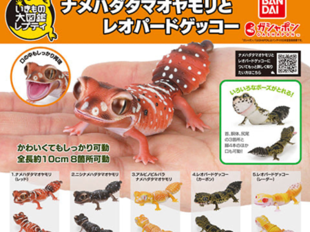 (Bandai Gashapon) The Diversity of Life on Earth Nephrurus Levis Hot on Sale