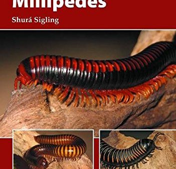 Millipedes (Professional Breeder Series) Cheap