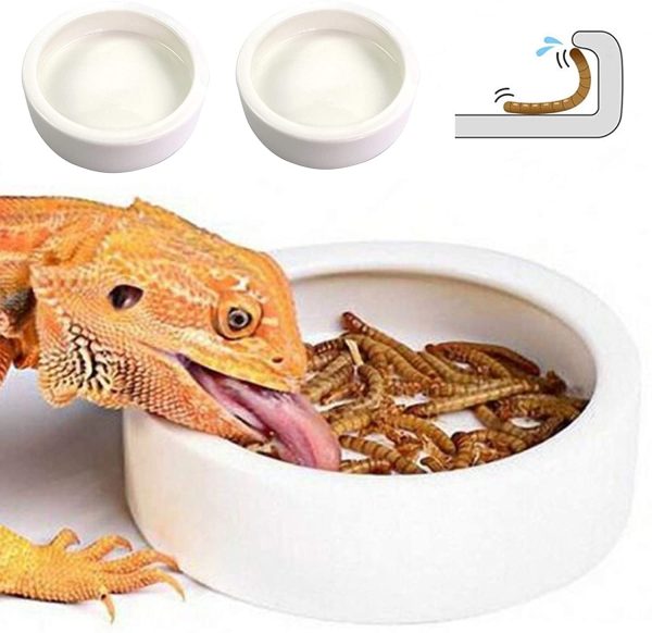 Reptile Worm Dish For Discount