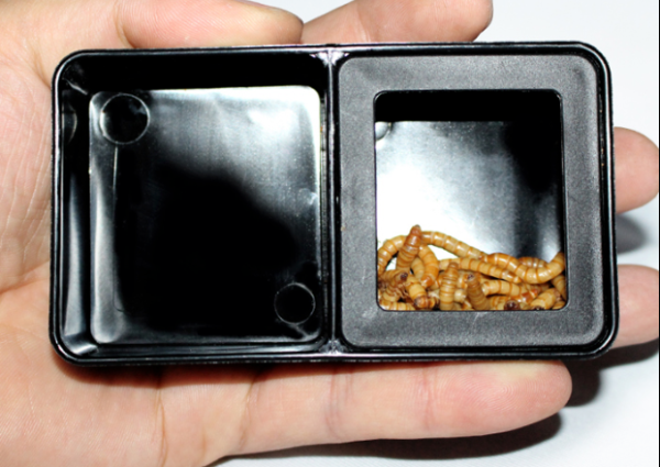 Dual Square Water Worm Dish - Transparent Hot on Sale